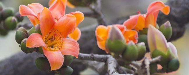 Biểu tượng của đặc điểm nhân vật Kapok và bảo vệ canh tác