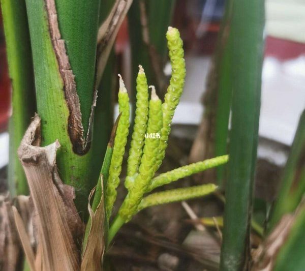 Đó là một điều tốt hay xấu để nở hoa trong hoa hướng dương rải rác? Là tác động của việc nở hoa trong hướng dương rải rác tích cực hay tiêu cực?