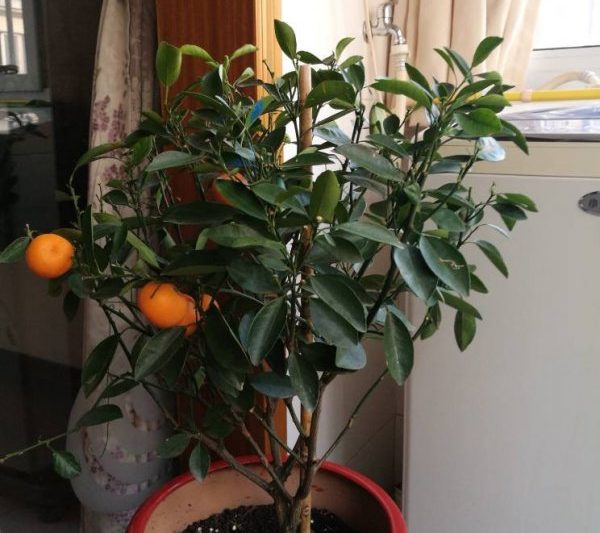 Nguyên nhân và phương pháp điều trị cho việc uốn Kumquat rời khỏi lý do và phương pháp điều trị cho lá Kumquat