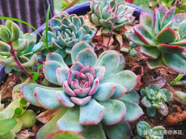 Làm thế nào để nuôi những kẻ mọng nước trong những điểm chính mùa hè để duy trì cây mọng nước vào mùa hè