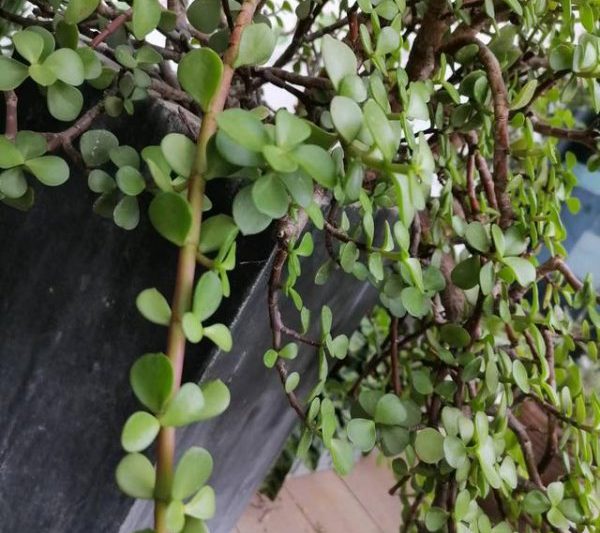 Làm thế nào để giữ xương rồng vào mùa hè để ngăn chặn cái chết? Làm thế nào để giữ xương rồng vào mùa hè để ngăn chặn cái chết
