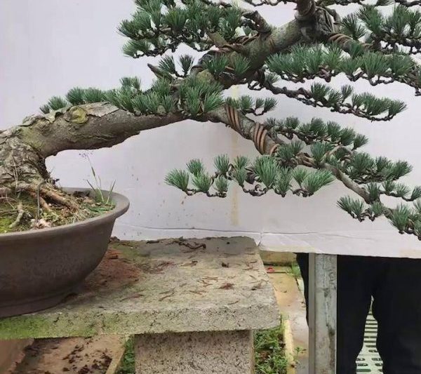 Làm thế nào để tưới cây thông năm cần