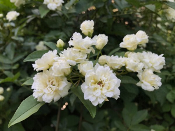 Làm thế nào để trồng chậu hoa thơm gỗ? Giới thiệu về phương pháp trồng của nước hoa