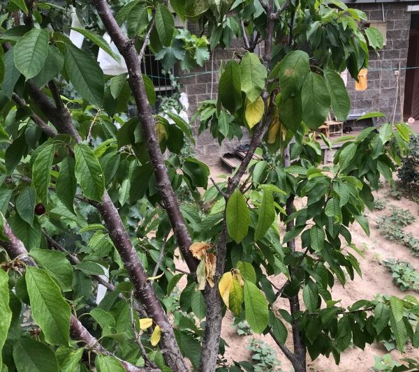 Cây anh đào sẽ chết nếu chúng tưới quá nhiều? Tưới nước quá mức có làm cho cây anh đào chết không?