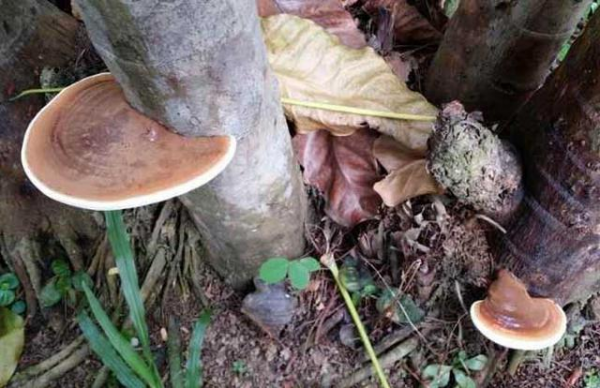Làm thế nào để trồng Ganoderma lucidum chậu cây? Điều kiện và phương pháp để trồng ganoderma lucidum trong nhà