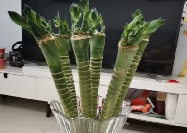 Có bao nhiêu mảnh Phong thủy là tốt cho Dragon Tre? Làm thế nào để đặt nó?