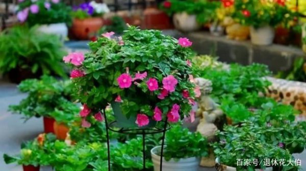 Những bông hoa phù hợp cho than củi? Những bông hoa phù hợp cho than củi?