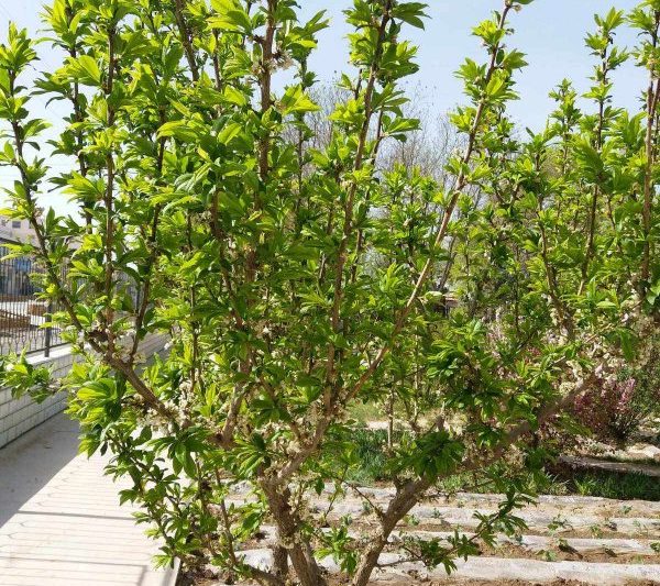 Tại sao bạn không thể trồng cây mận ở nhà? Tại sao nó không phù hợp để trồng cây mận ở nhà?