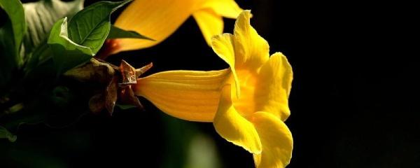 Làm thế nào để nuôi hoa ve sầu màu vàng? Làm thế nào để nhân giống hoa ve sầu màu vàng và các biện pháp phòng ngừa