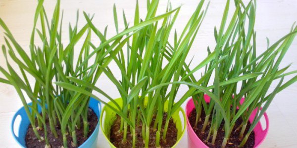 Cây giống tỏi có thể tiếp tục phát triển như cây chậu nếu chúng không ăn chúng không? Cây giống tỏi có thể tiếp tục phát triển như cây chậu nếu chúng không ăn chúng không?