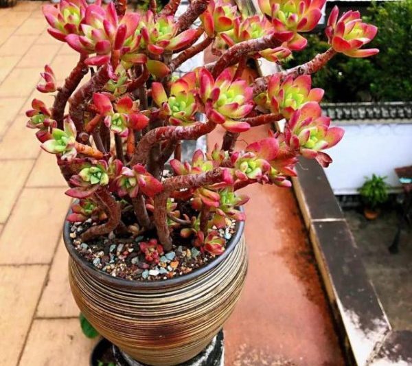 Những điều kiện mọng nước thỏa mãn? Lá đầy đặn và trong tình trạng tốt?