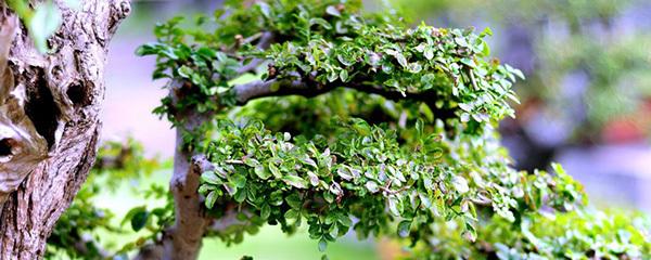 Làm thế nào để nuôi cây cảnh của sáp tro và giải thích cách trồng cây cảnh của sáp tro