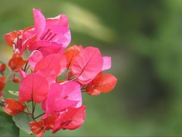 Làm thế nào để nuôi hoa lá để nở hoa nhiều hơn? Cách nuôi hoa lá và các biện pháp phòng ngừa