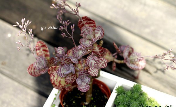 Cách nâng cao “Hướng dẫn bảo trì màu tím Edo”