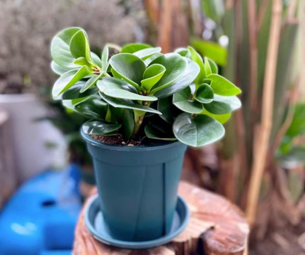 Bạn có cần tưới nước cho Jasper sau khi tái sử dụng? Bạn có cần tưới nước cho Jasper sau khi thay thế túi không?