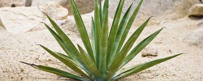 Agave yêu cầu môi trường tăng trưởng agave kỹ thuật canh tác nhanh chóng
