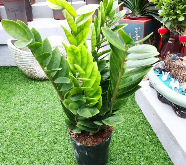 Những cây nào có thể được đặt trên ban công để thu hút sự giàu có? Những cây nào có thể được đặt trên ban công để thu hút sự giàu có?