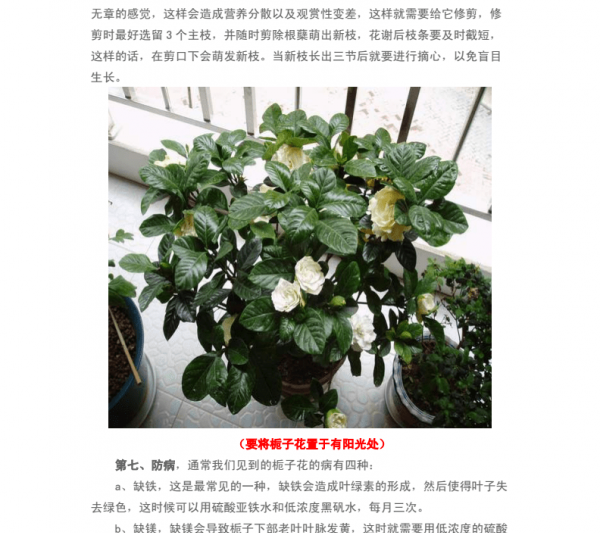 Phương pháp và duy trì các cọc cũ của Gardenia, Hướng dẫn trồng đống cũ và điểm bảo trì