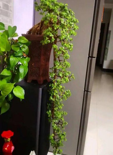 Những loại hoa trông đẹp và có ý nghĩa tốt? Hãy nhìn vào mười bông hoa hàng đầu với ý nghĩa tốt (6)