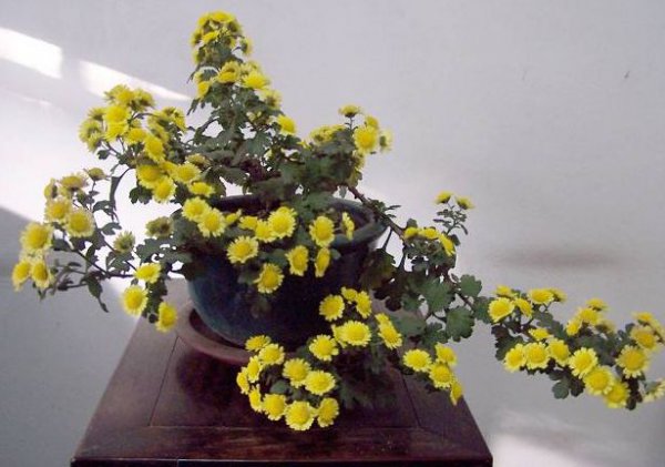 Làm thế nào để duy trì hoa cúc vào mùa hè? Mẹo bảo trì hoa cúc mùa hè
Cách chăm sóc hoa cúc vào mùa hè