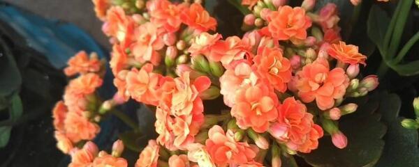 Làm thế nào để cắt những bông hoa tuổi thọ? Thời gian cắt tốt nhất và phương pháp cho những bông hoa tuổi thọ