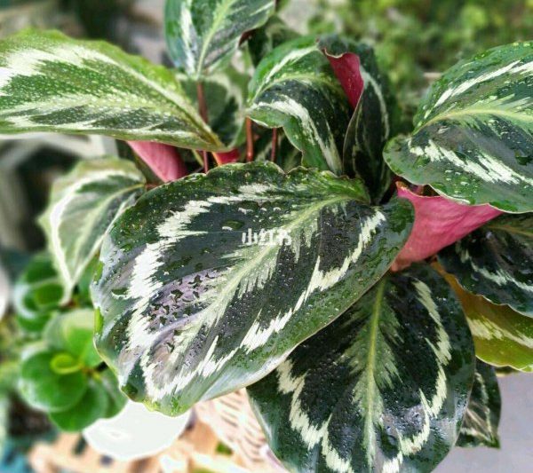 Bạn thường tưới nước mũi tên cầu vồng như thế nào? Mũi tên cầu vồng có cần được tưới nước thường xuyên không?