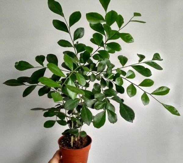 Làm thế nào để nhân giống jiulixiang trong các chậu cây hướng dẫn sinh sản jiulixiang trong chậu cây
Hướng dẫn bảo trì nhà máy Jiulixiang Pot