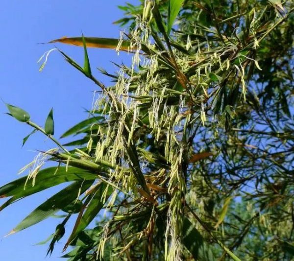 Khi nào tre nở? Khi nào nó sẽ nở?