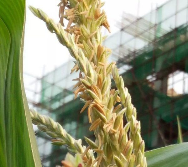 Ngô có nở không? Ngô có nở không? 
Corn sẽ nở?