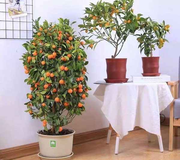 Những cái cây thịnh vượng và thịnh vượng trong nhà là gì? Cây bonsai được đề xuất phù hợp để trồng tại nhà (5)