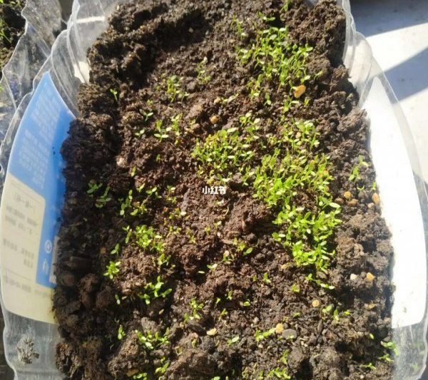 Phương pháp nảy mầm của cần tây trong tủ lạnh. Phương pháp nảy mầm của cần tây trong tủ lạnh.