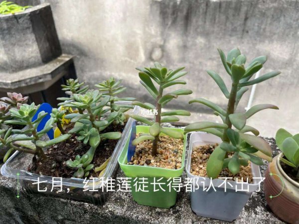Tôi nên làm gì nếu đệ tử Lotus Đứa trẻ màu đỏ lớn lên? Tôi nên làm gì nếu Lotus trẻ em màu đỏ phát triển quá lâu?