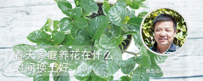 Hoa nhà để thay đổi đất. Thời gian và kỹ năng thay đổi đất vào mùa xuân