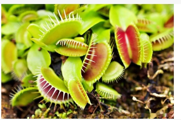 Có phải Venus Fly Pops phù hợp để nuôi ở nhà? Phong thủy có tốt không?