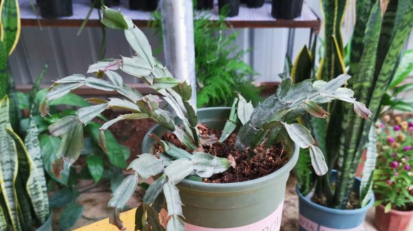 Làm thế nào để đối phó với những chiếc lá non của móng vuốt cua? Làm thế nào để đối phó với những chiếc lá non của móng vuốt cua?