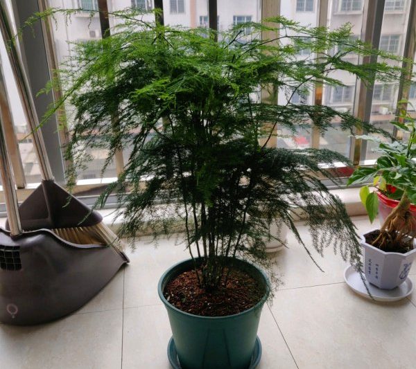 Hàm Feng Shui và Taboos vị trí của Wen Zhu. Các biện pháp phòng ngừa và những điều cấm kị của bố cục và vị trí của Wen Zhu