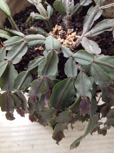 Tại sao cua vuốt héo? Tại sao cua cua lan héo