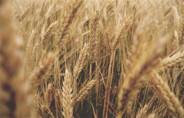 Các đặc điểm chính của monocotyledons là gì? Monocotyledons phổ biến