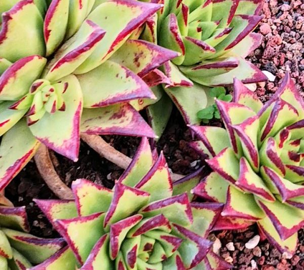 Làm thế nào để nhân giống các loài mọng nước và biện pháp phòng ngừa làm thế nào để nhân giống các loài mọng nước và biện pháp phòng ngừa son môi