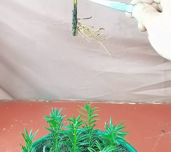 Có thể cắt tỉa yew được chèn vào? Yew có thể sống sót sau khi cắt tỉa?