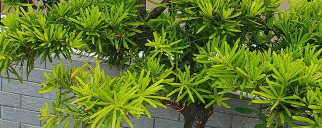 Phân tích hướng trồng của các kỹ thuật bố trí Phong thủy Cây Polygonum