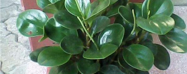 Làm thế nào để thay đổi đất của Jasper? Làm thế nào để thay thế đất của Jasper?