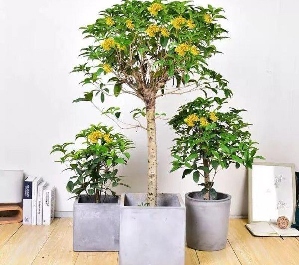 Những cái cây thịnh vượng và thịnh vượng trong nhà là gì? Cây bonsai được đề xuất phù hợp cho việc trồng gia đình (4)