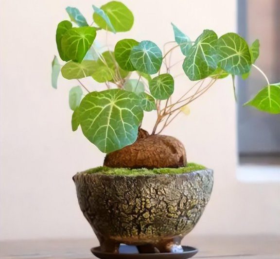 Phương pháp nhân giống của Jinbushuang và các biện pháp phòng ngừa về kỹ thuật trồng chậu của Jinbushuang (3)