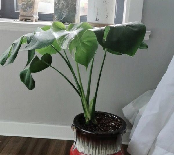 Coke có thể được sử dụng để tưới Monstera không? Coke có thích hợp với nước Monstera không?