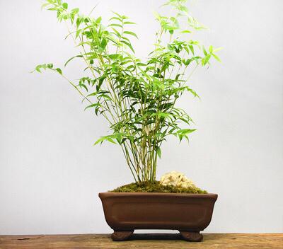 Làm thế nào để trồng tre đuôi Phoenix? Phương pháp trồng cho tre-đuôi phoenix (2)