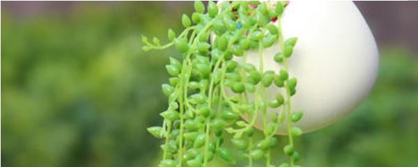 Nhà máy nhện hạt Phật tử có cần ánh nắng mặt trời không? Mô tả các yêu cầu của cây nhện cho ánh nắng mặt trời