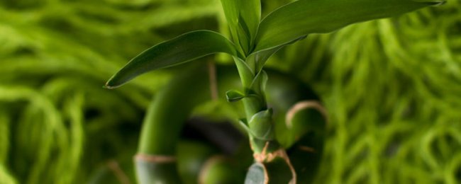 Hoa tre nở hoa, kỹ thuật bảo trì ra hoa và ý nghĩa tốt lành