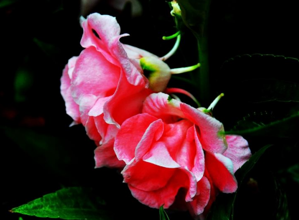 Ngôn ngữ hoa và ý nghĩa của hoa bất lực hiểu ý nghĩa tượng trưng của hoa bất lực