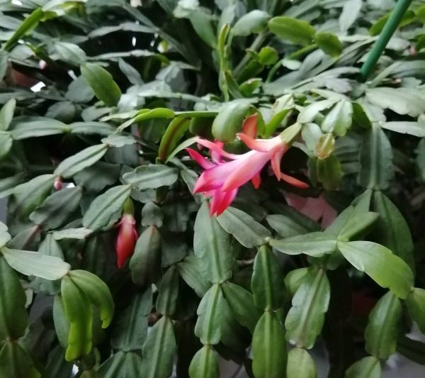Làm thế nào để duy trì sự phát triển màu xanh lá cây dày đặc của cua Claw Orchid